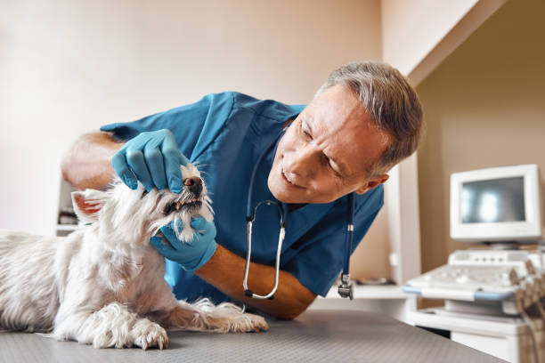 , VA Emergency Dental Service Company
